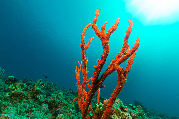 istock Underwater world in the Red Sea. 497684877