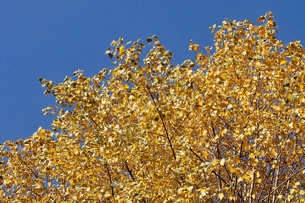 Bright yellow leaves of silver birch against a deep blue autumn sky. October on Mitcham Common, Surrey, UK.