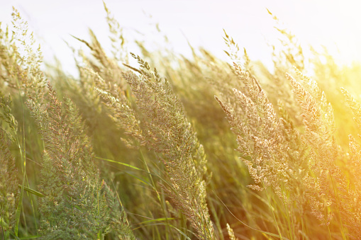 Sunset in a field of grass