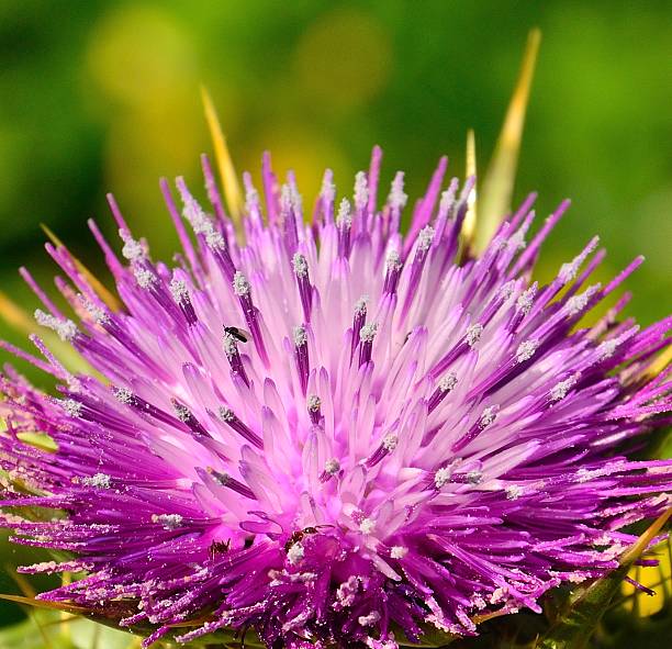 Splendid milk thistle in full bloom