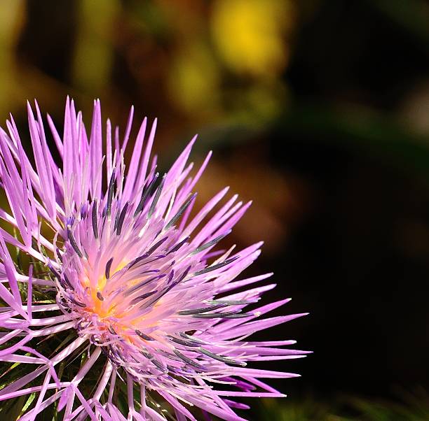 Wild thistle flower in all its splendor