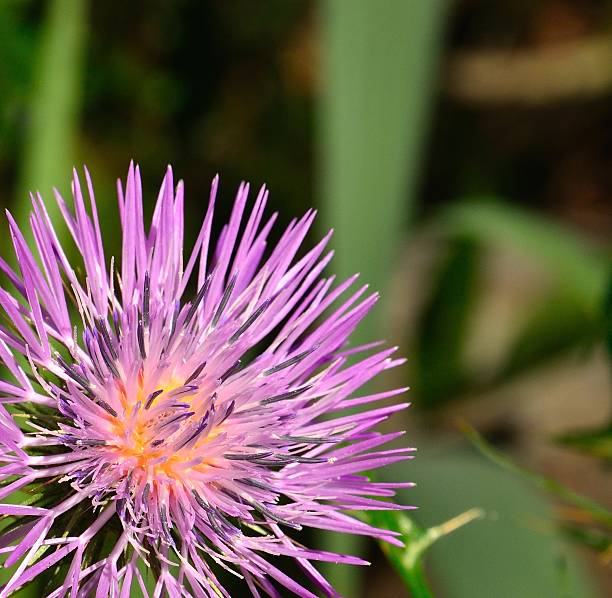 Wild thistle flower in foreground