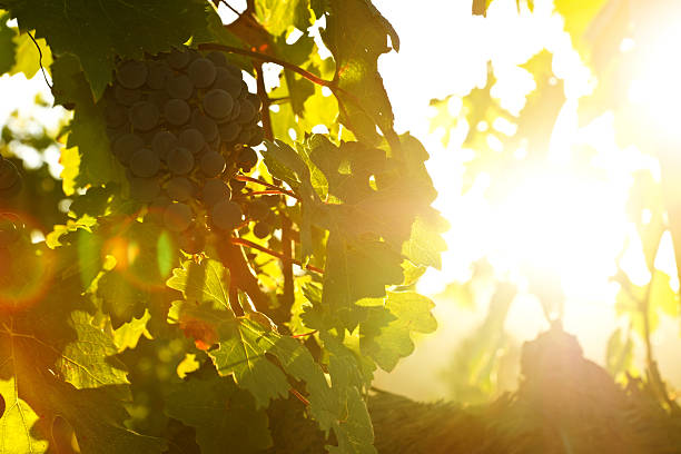 weintrauben im gegenlicht - california napa valley vineyard farmhouse fotografías e imágenes de stock