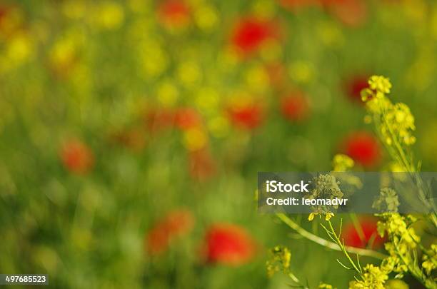 Yellow Flower And Bokeh Stock Photo - Download Image Now - Agriculture, Beauty In Nature, Close-up