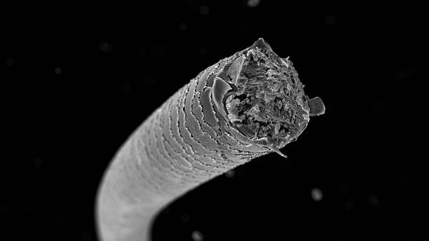 istock micrograph of stressed and broken Hair follicle 497686048