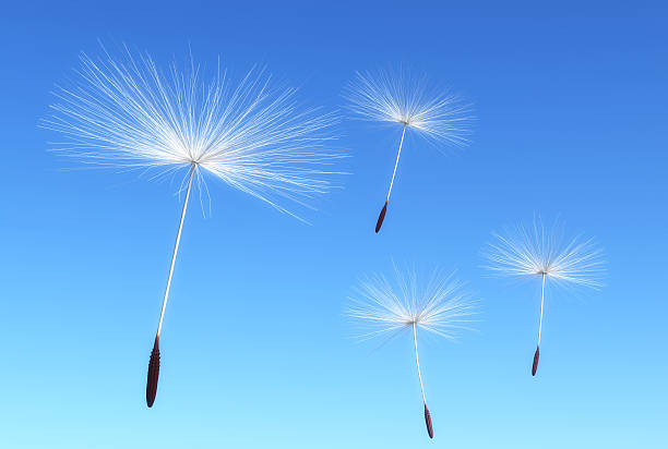 istock Florets of dandelion 497686153