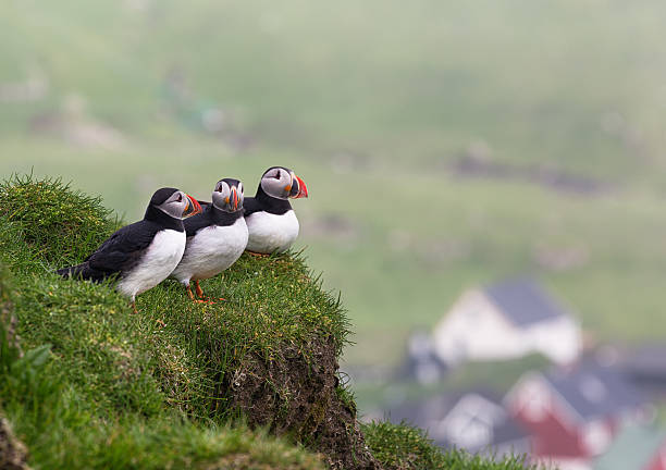 Puffins. Fratercula arctica.