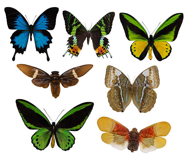 istock seven trpical isolated butterflies 497686712