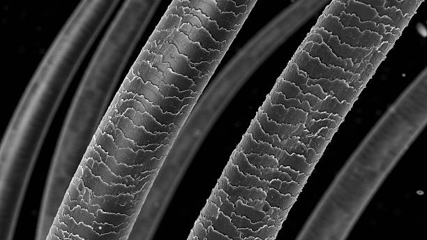 Hair Microscope Stock Photos, Pictures & Royalty-Free Images - iStock Hair Microscope Stock Photos, Pictures & Royalty-Free Images - iStock