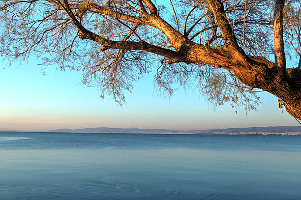 揺れる木の海に.tonemapped hdr 画像です。 - horrizontal ストックフォトと画像