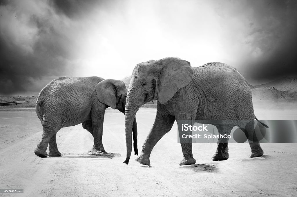 Elephant Watchmen Patrolling the African landscape this pair of elephants keep watch over the landscape. 2015 Stock Photo