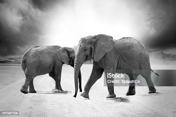 Elephant Watchmen Stock Photo - Download Image Now - 2015, Africa, African Elephant