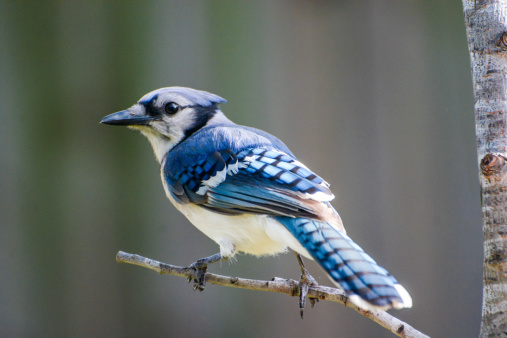 Profile Shot Of Beautiful Blue Jay Bird Perched On Tree Limb in nature outdoors.