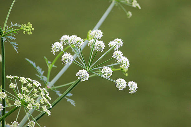 White flowers on cow parsley plant (wild chervil  Anthriscus sylvestris)