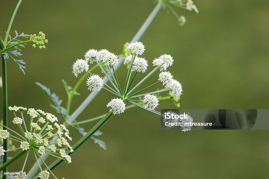 Branco de Flores de Erva-cicutária de (selvagens Cerefólio Anthriscus sylvestris) - Royalty-free Cenoura silvestre Foto de stock