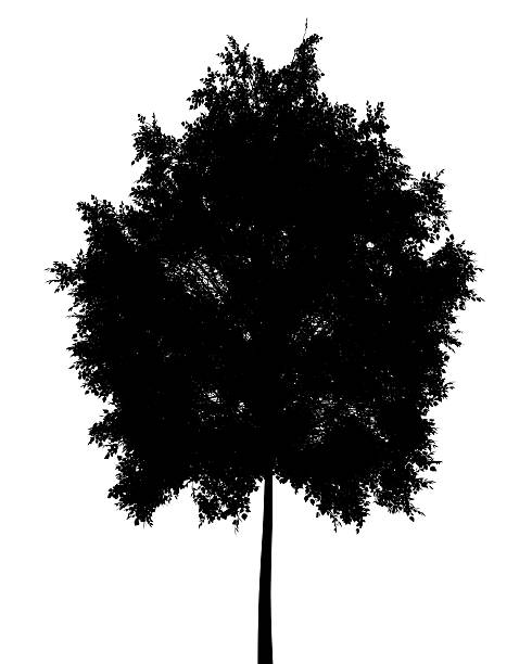 istock silhouette of small-leaved lime tree isolated on white background 497689538