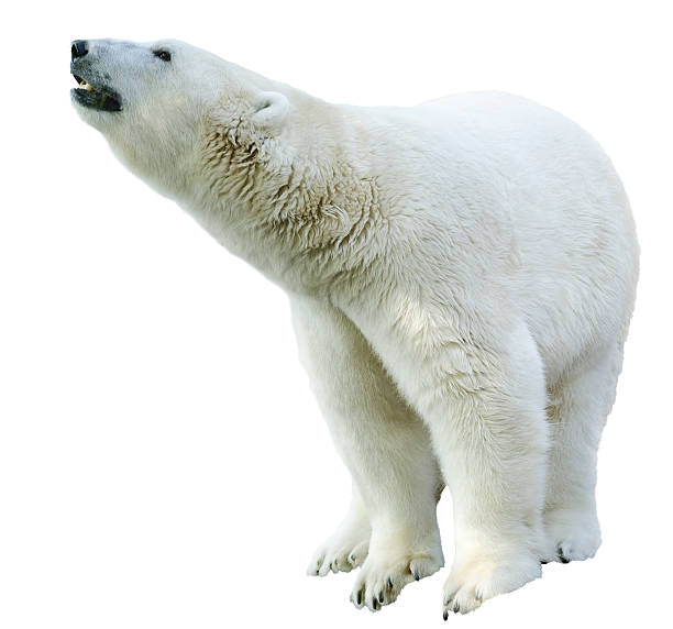 istock Arctic polar bear, Ursus maritimus 497690013