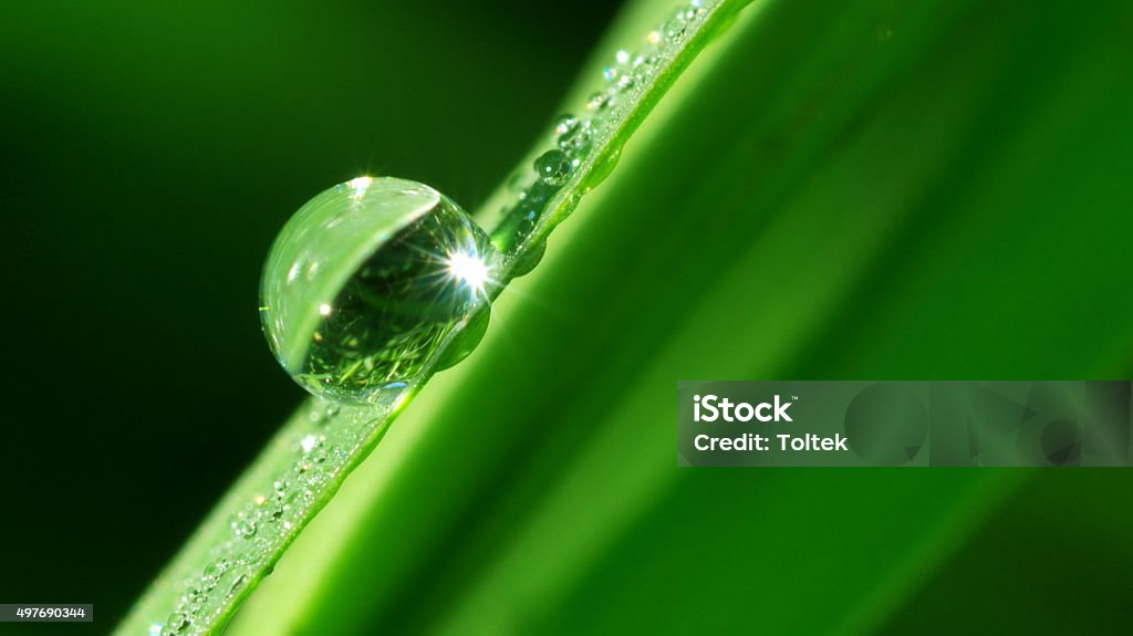 Macro of dropp. Macro of rain dropp. Nature composition. Water Stock Photo