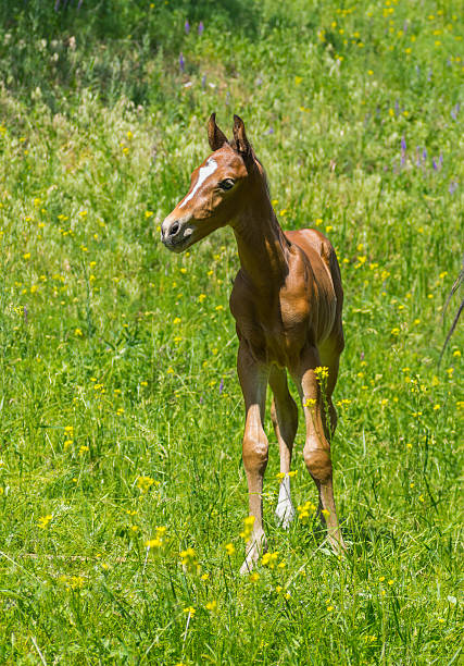 Newborn foal on a summer pasture