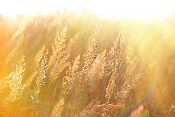 istock The morning sun rays in the high grass 497690657