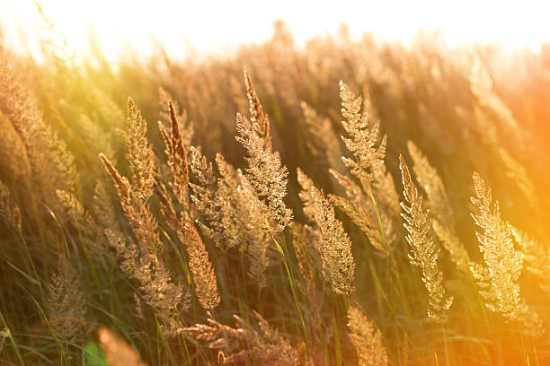 istock The rays of the setting sun on high grass 497690659