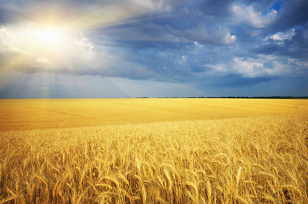 istock Meadow of wheat 497691650