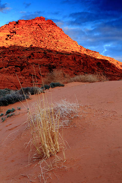 istock Morning at Snow Canyon State Park 497691879
