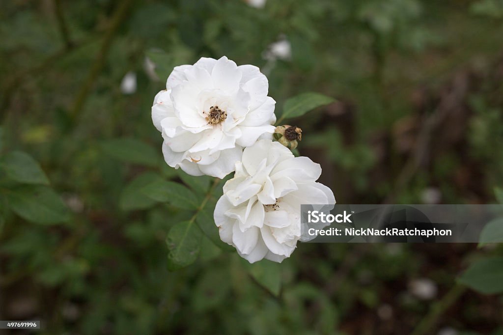 Foto de Naturais De Rosas Em Closeup Branca Flor Na Mata Verde e mais fotos  de stock de 2015 - iStock