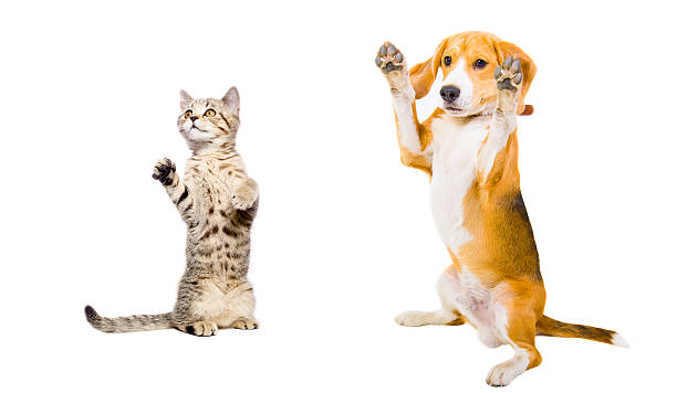 istock Cat and dog standing on his hind legs 497692294