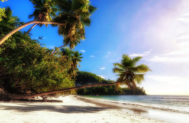 istock Palms on a wild tropical beach with soft golden light 497700920
