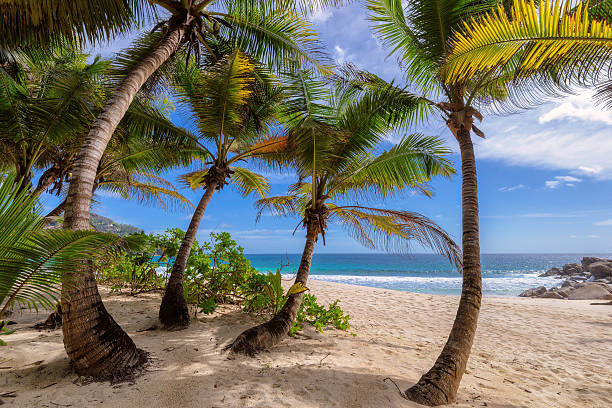 istock Paradise beach and palm trees on Mahe island in Seychelles 497701762