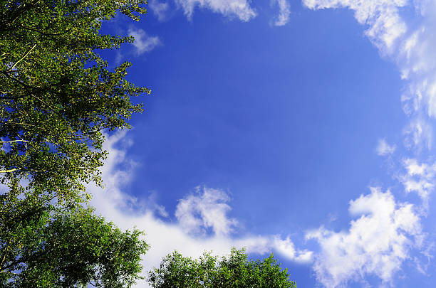 tree top su cielo blu - treetop sky tree tree canopy foto e immagini stock