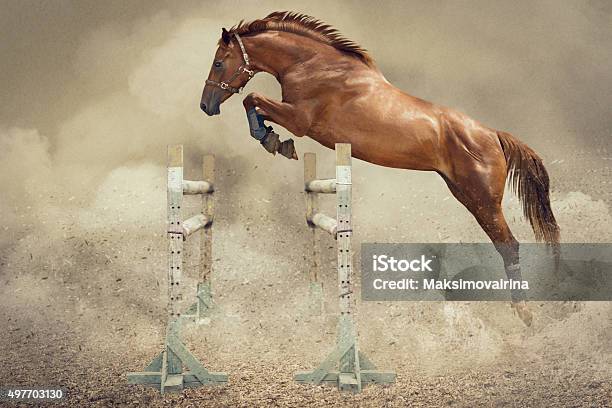 Jumper Horse Stock Photo - Download Image Now - Horse, Equestrian Show Jumping, Jumping