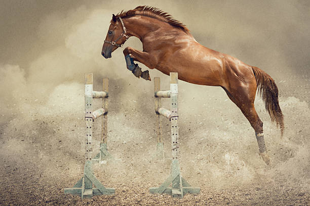 sweter jumper konia - konkurencja lekkoatletyczna zdjęcia i obrazy z banku zdjęć