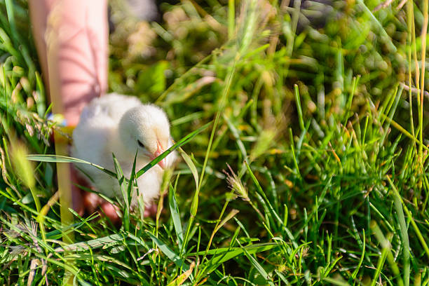 ragazzo giocando con il piccolo pulcino di sulla verde erba - baby chicken human hand young bird bird foto e immagini stock