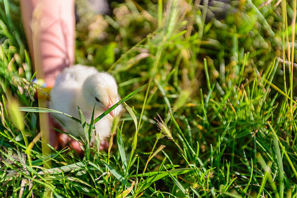 chłopiec bawi się nieco chick na zielona trawa - baby chicken young bird chicken human hand zdjęcia i obrazy z banku zdjęć