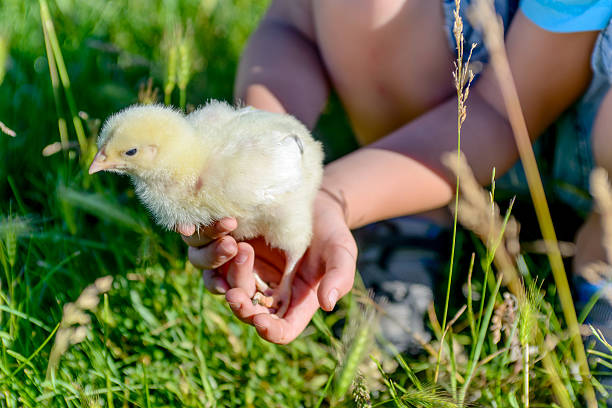 ragazzo giocando con il piccolo pulcino di sulla verde erba - baby chicken human hand young bird bird foto e immagini stock
