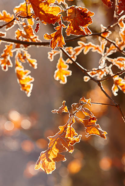 istock Autumn leaves backlight in a forest. Nature background. Warm ton 497704502