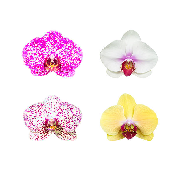 istock Collection of orchid flower isolated on white 497705344
