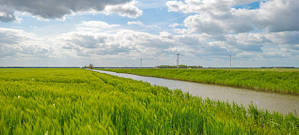 istock Green wheat growing on a sunny field in spring 497705516