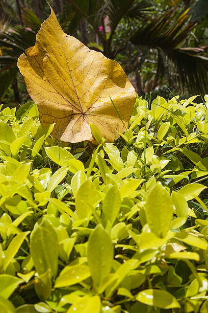 Large light brown leaf lies on top of the small light green leafs. Day.