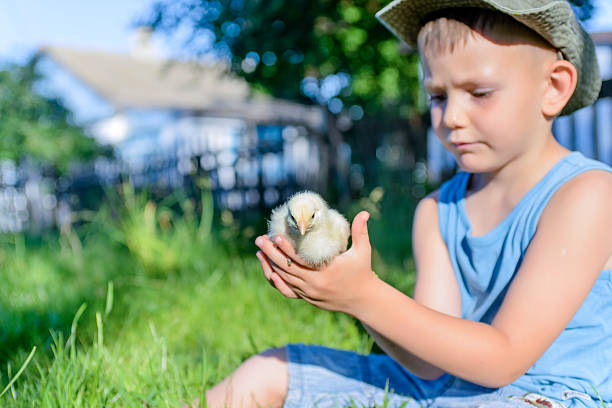 istock Boy Sitting Outdoors on Grass Holding Fuzzy Chick 497706054