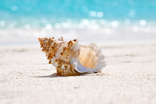 Sea shell in the sand on the beach