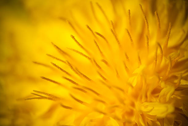 Dandelion stock photo