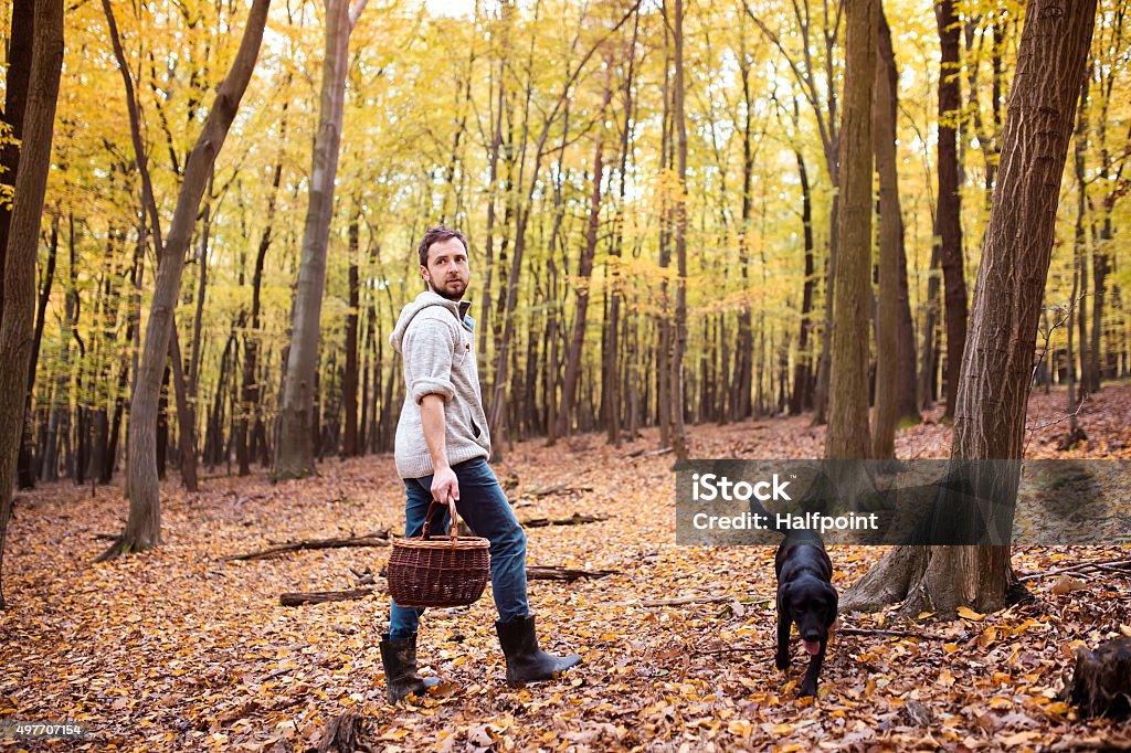 Man picking mushrooms Young man picking mushrooms in autumn forest 2015 Stock Photo