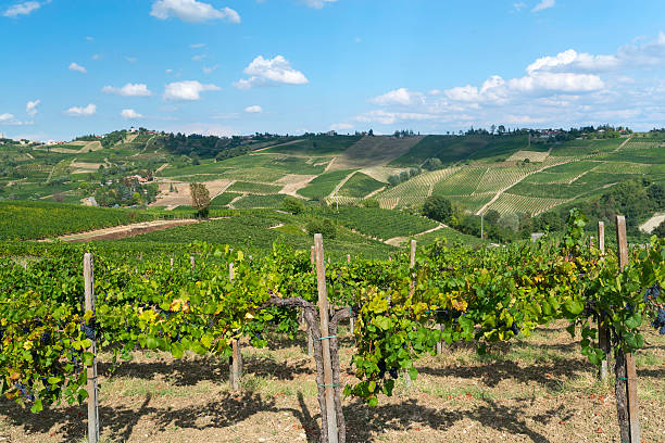 istock Vineyards in Oltrepo Pavese (Italy) 497708648