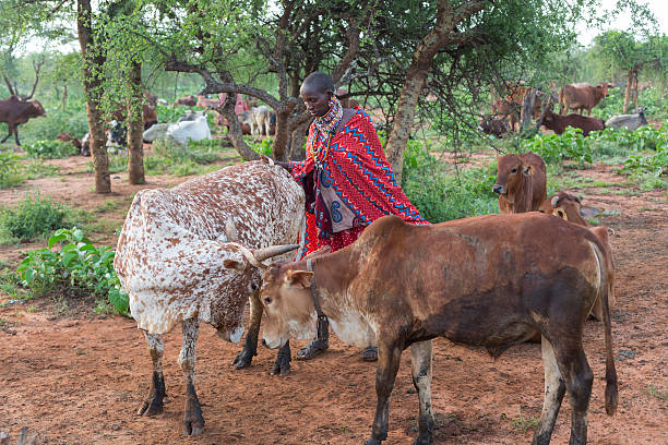 istock Maasai woman getting ready to milk her cows. 497708821