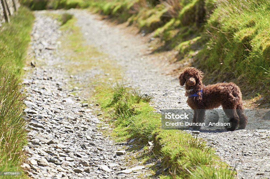 Miniature Poodle A Miniature Poodle standing waiting on a dirt track on a sunny day. Miniature Poodle Stock Photo