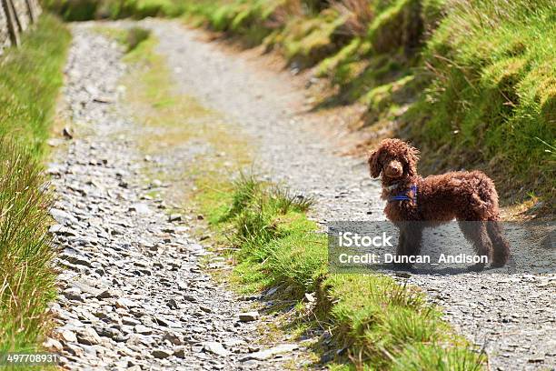 Miniature Poodle Stock Photo - Download Image Now - Miniature Poodle, Absence, Activity