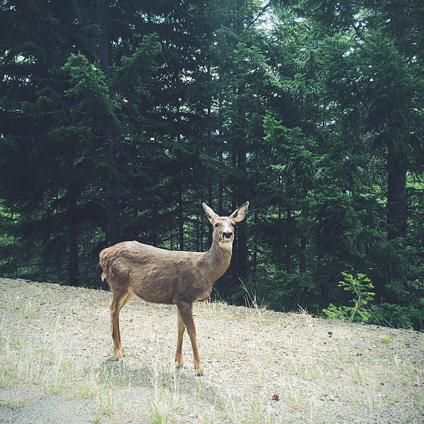 Deer in Olympic  National Parkhttp://bit.ly/10Ez8dS